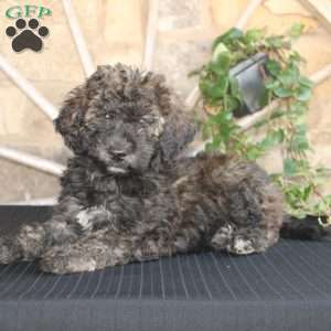 Sundae, Mini Labradoodle Puppy