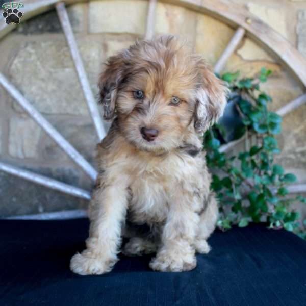 Summer, Mini Labradoodle Puppy