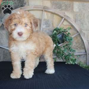 Sorbet, Mini Labradoodle Puppy