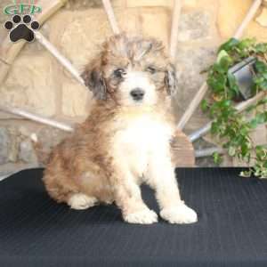 Satelite, Mini Labradoodle Puppy