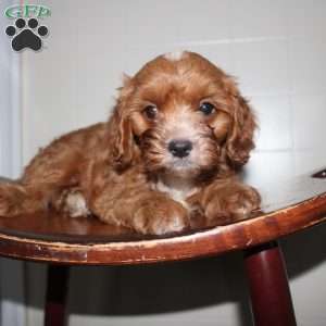 Henry, Cavapoo Puppy