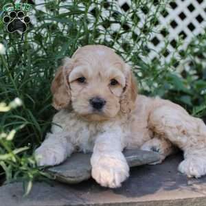 Peter, Cockapoo Puppy
