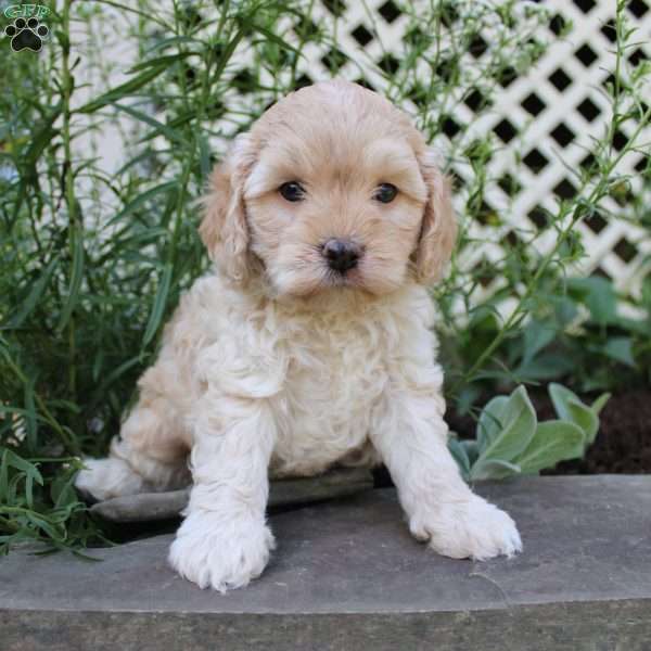 Paul, Cockapoo Puppy