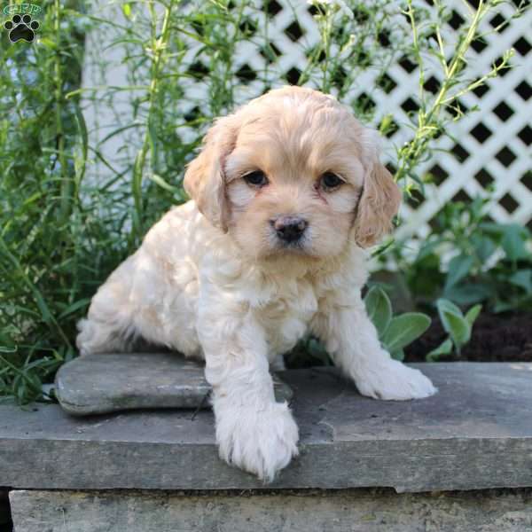 Faith, Cockapoo Puppy