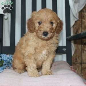 Frank, Mini Goldendoodle Puppy
