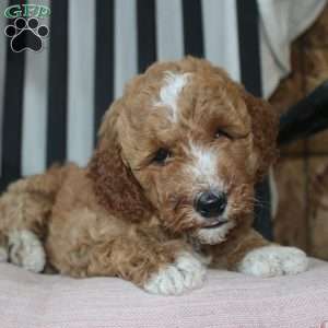 Faye, Mini Goldendoodle Puppy