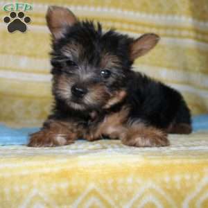Dickie, Yorkie Puppy