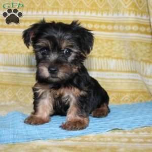 Dallus, Yorkie Puppy