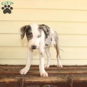 Rachel, Doberman Mix Puppy