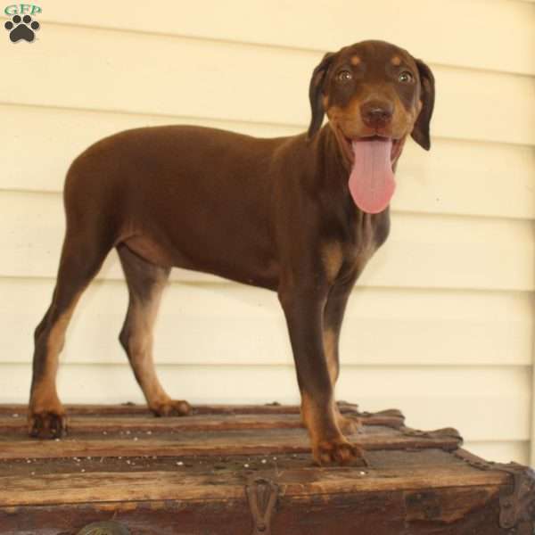 Rebecca, Doberman Mix Puppy