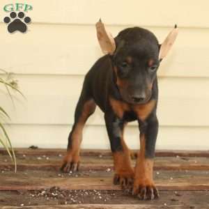 Sunshine, Doberman Pinscher Puppy