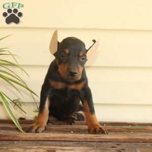 Stormy, Doberman Pinscher Puppy