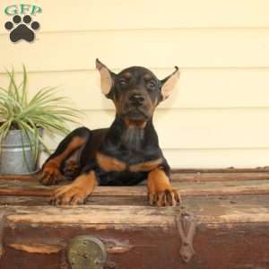 Sasha, Doberman Pinscher Puppy