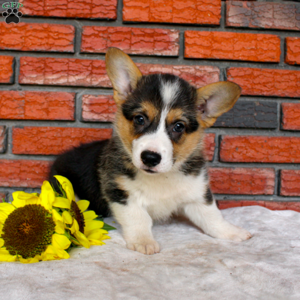 Starlight, Pembroke Welsh Corgi Puppy