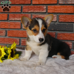 Secret, Pembroke Welsh Corgi Puppy