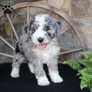 Jake, Mini Labradoodle Puppy