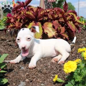 Sheila, Jack Russell Terrier Puppy