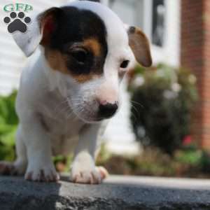 Shelly, Jack Russell Terrier Puppy