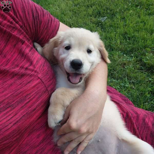 Prairie, English Cream Golden Retriever Puppy