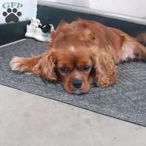 GIBBS, Cavalier King Charles Spaniel Puppy