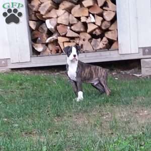 Diamond, Boxer Puppy
