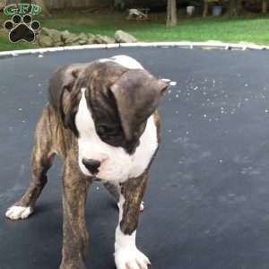 Diamond, Boxer Puppy