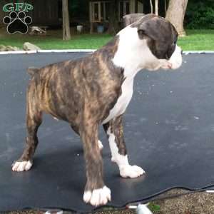 Diamond, Boxer Puppy