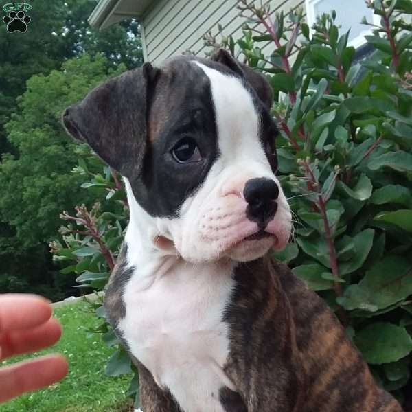 Diamond, Boxer Puppy