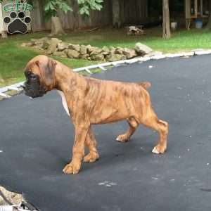 Diesel, Boxer Puppy