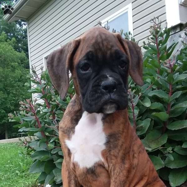 Diesel, Boxer Puppy