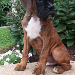 Diesel, Boxer Puppy