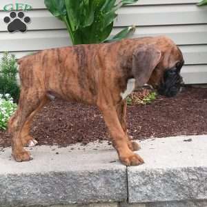Diesel, Boxer Puppy