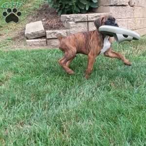 Diesel, Boxer Puppy