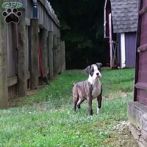Diamond, Boxer Puppy