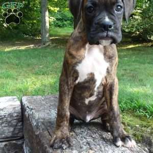 Duke, Boxer Puppy