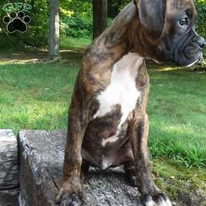 Duke, Boxer Puppy