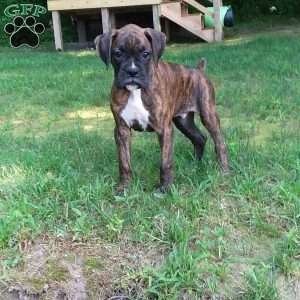 Duke, Boxer Puppy