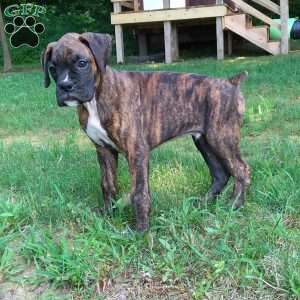 Duke, Boxer Puppy