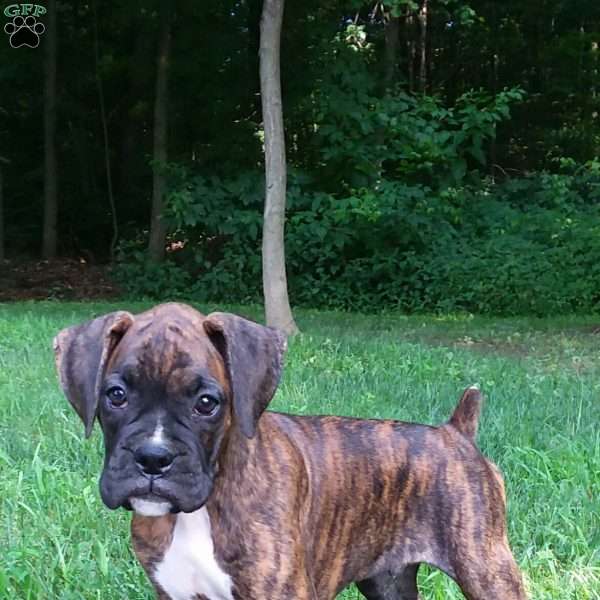 Duke, Boxer Puppy