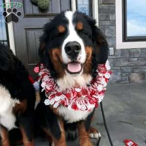 AJ, Bernese Mountain Dog Puppy