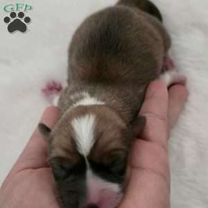 Rumi, Pembroke Welsh Corgi Puppy