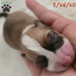 Juno, Pembroke Welsh Corgi Puppy