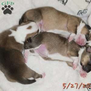 Juno, Pembroke Welsh Corgi Puppy