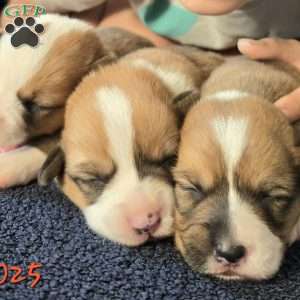 Juno, Pembroke Welsh Corgi Puppy