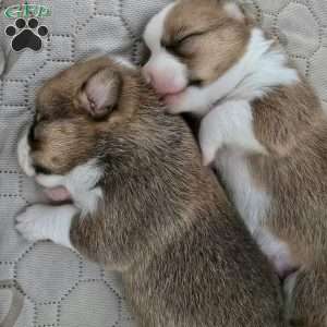 D.Va, Pembroke Welsh Corgi Puppy