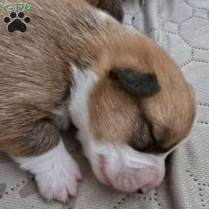 Juno, Pembroke Welsh Corgi Puppy