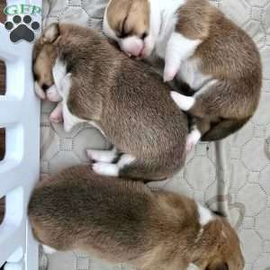 Juno, Pembroke Welsh Corgi Puppy
