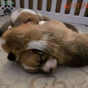 Rumi, Pembroke Welsh Corgi Puppy