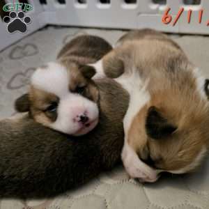 Juno, Pembroke Welsh Corgi Puppy