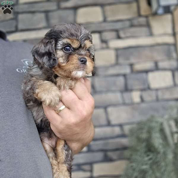 Miles, Cavapoo Puppy